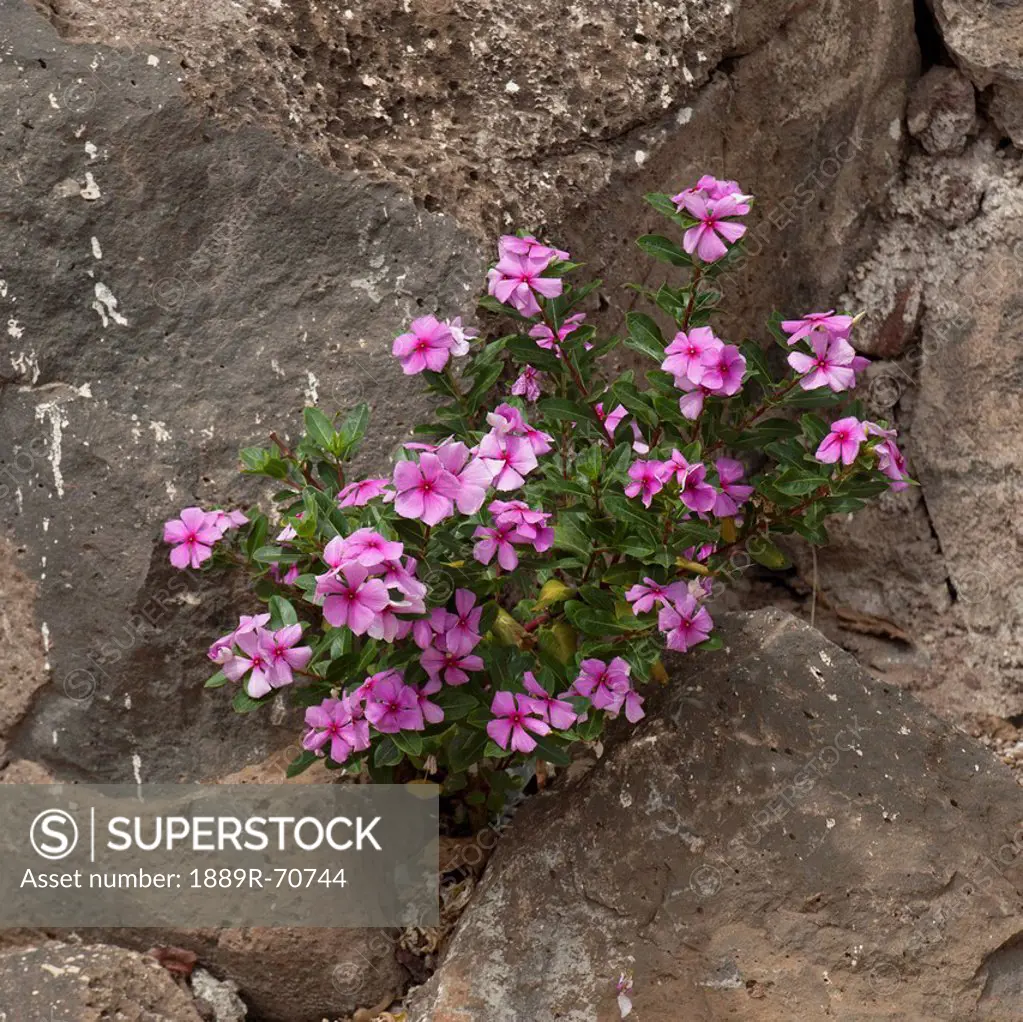 pink flowers growing out of a rock, puerto baquerizo moreno, san cristobal, equador