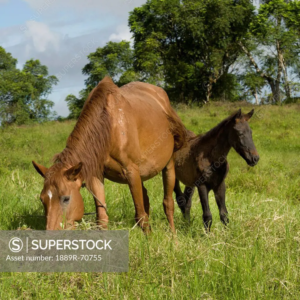 a horse and foal grazing in a field, galapagos, equador