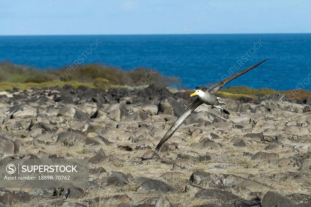 waved albatross phoebastria irrorata, galapagos, equador