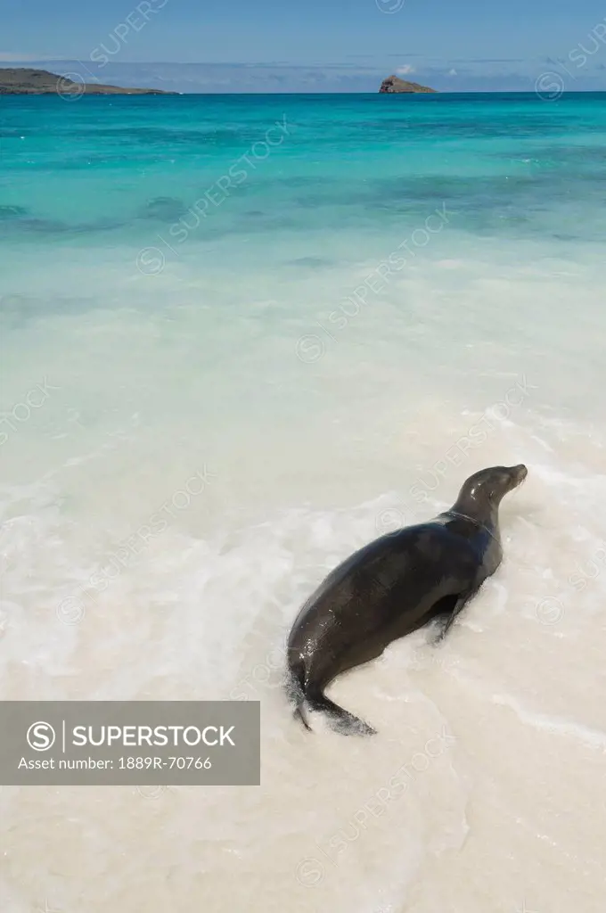 a sea lion otariidae in the shallow water with it´s belly on the white sand in gardner bay, galapagos, equador