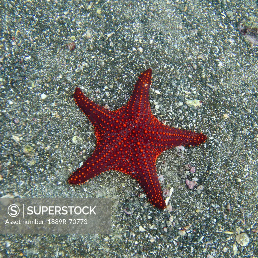 a red starfish, galapagos, equador