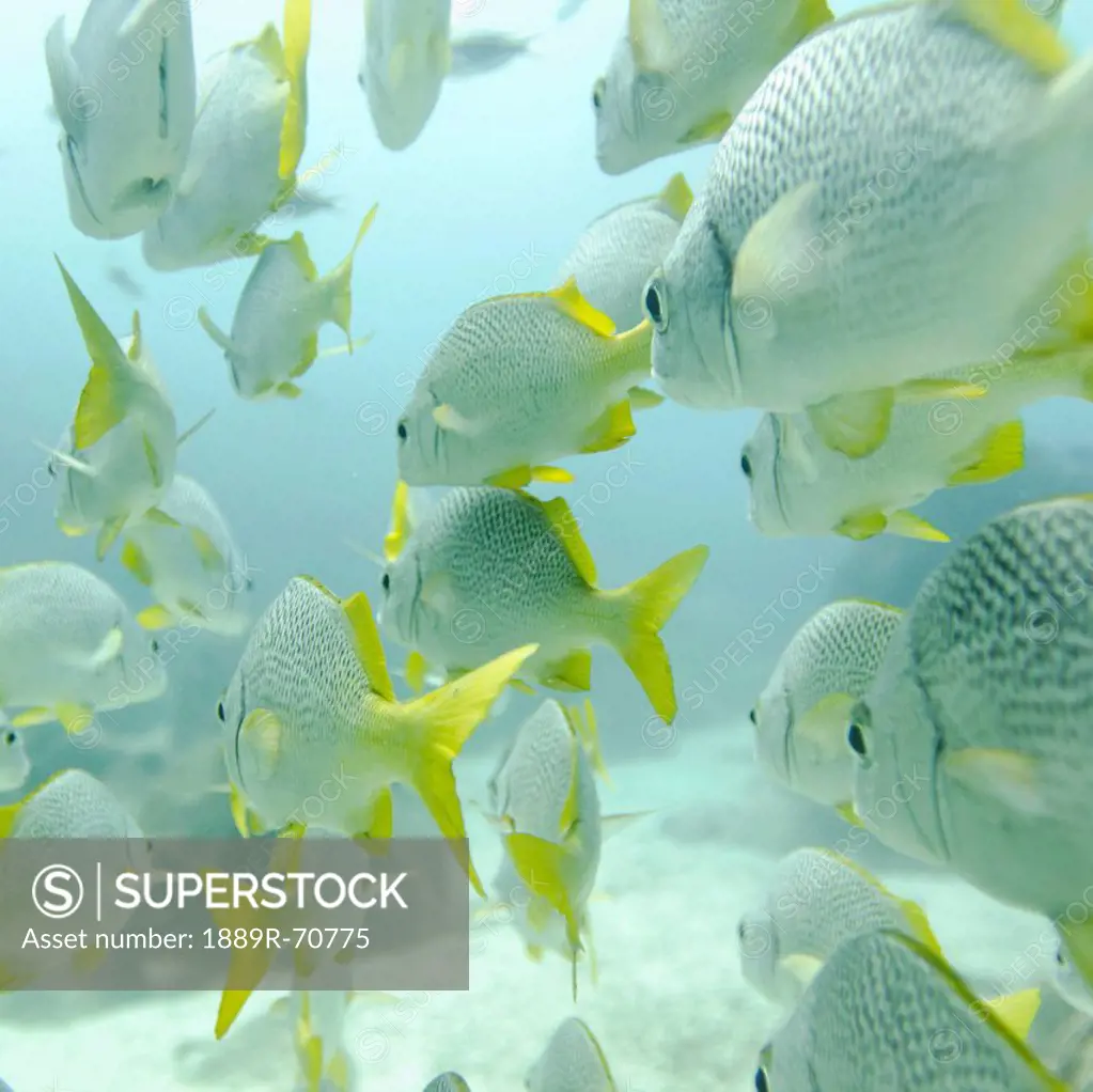 a school of yellow_tailed grunt fish anisotremus interruptus swimming underwater, galapagos, equador