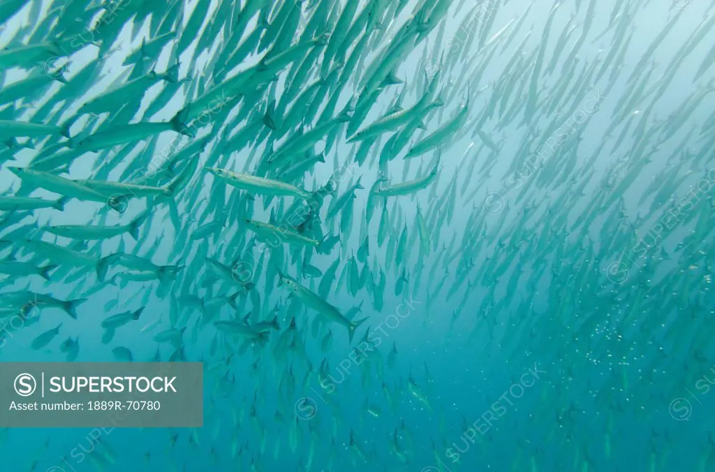 a large group of pacific barracuda sphryaena argentea in the pacific ocean, galapagos, equador