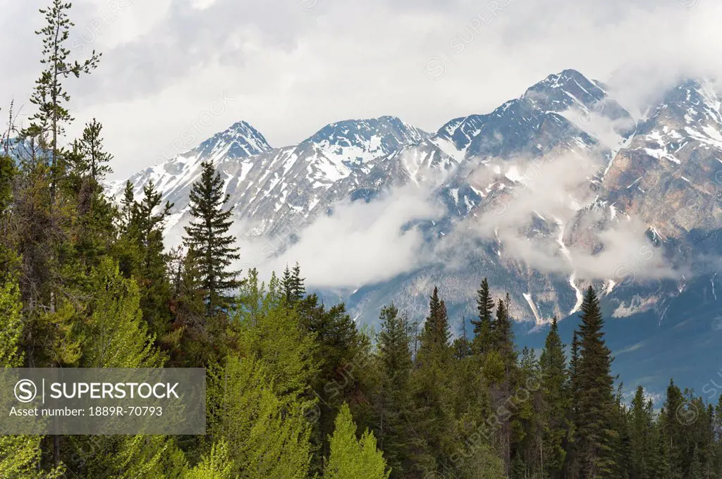 a forest and the rocky mountains, jasper, alberta, canada