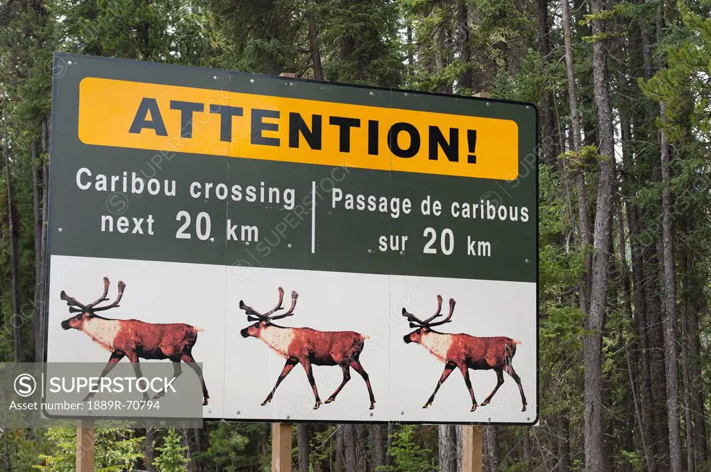 sign to warn of caribou rangifer tarandus crossing, jasper, alberta, canada