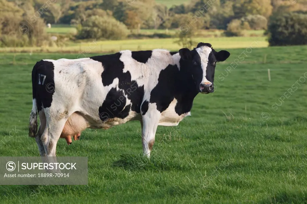 holstein cow, county cork ireland