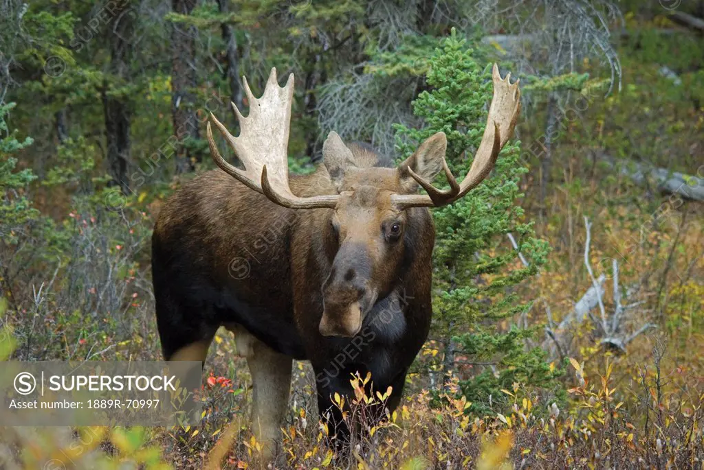 moose alces alces in the forest, alberta canada
