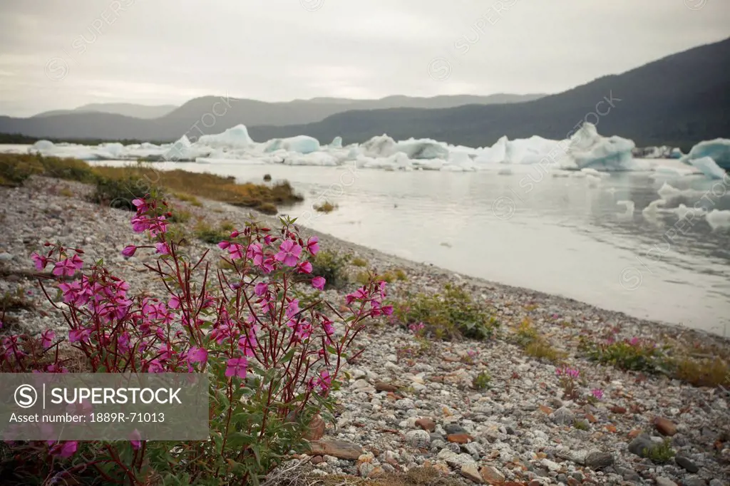 icebergs in mendenhall bay with fireweed on the shore, juneau alaska united states of america