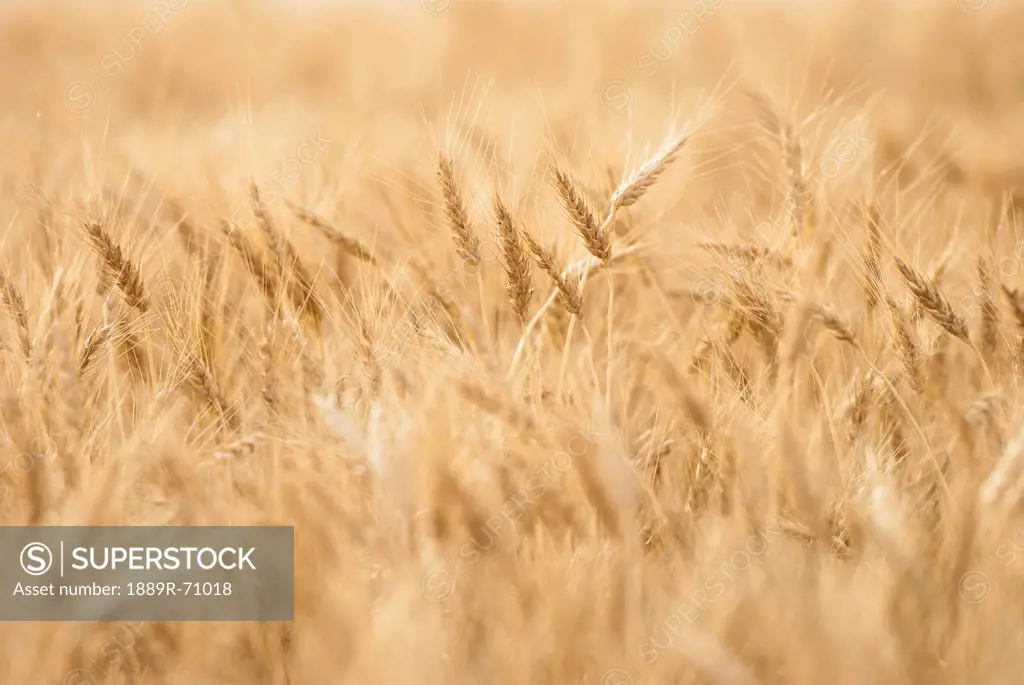 golden wheat, alberta canada
