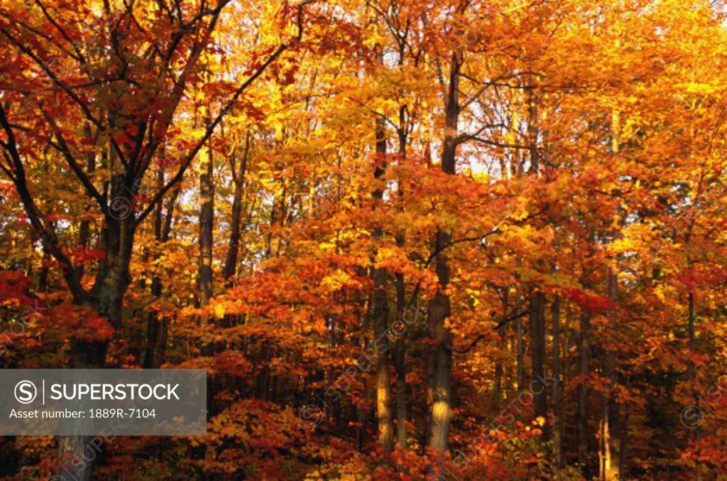 A vibrant forest in the fall