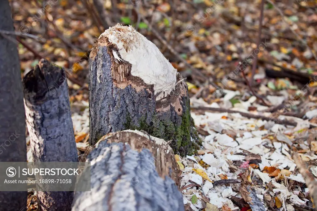 tree stump after beavers have chewed it down, edmonton alberta canada