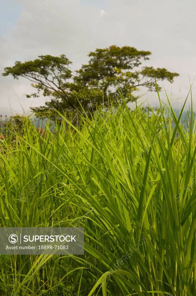tall grass and a tree, chiang mai thailand