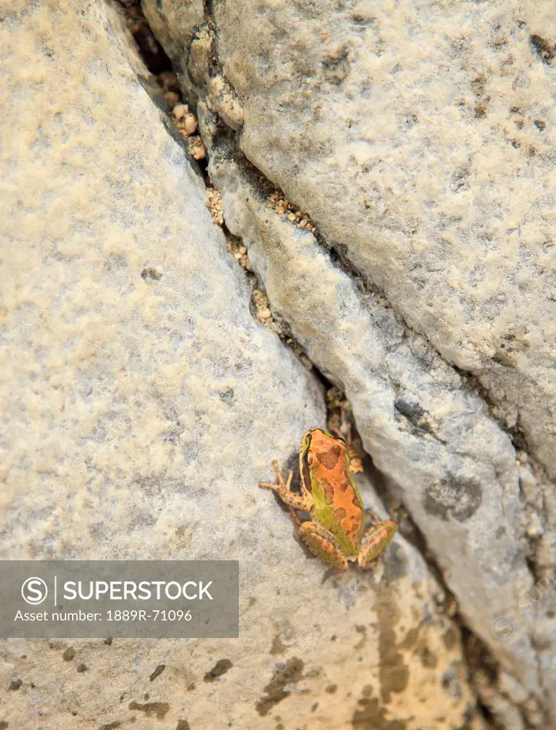painted frog sitting on a rock at sierra la laguna biosphere reserve near los cabos area, baja california sur mexico
