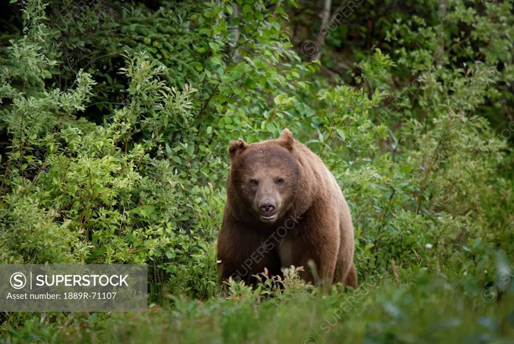 black bear ursus americanus in prince albert national park, saskatchewan canada