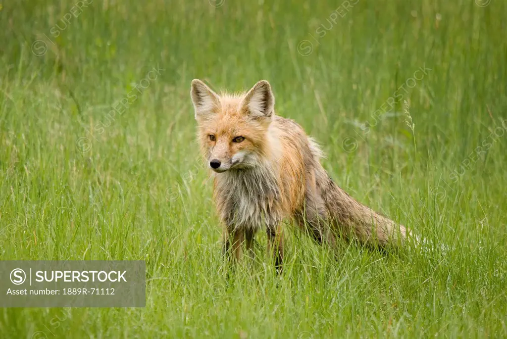 red fox vulpes vulpes in prince albert national park, saskatchewan canada