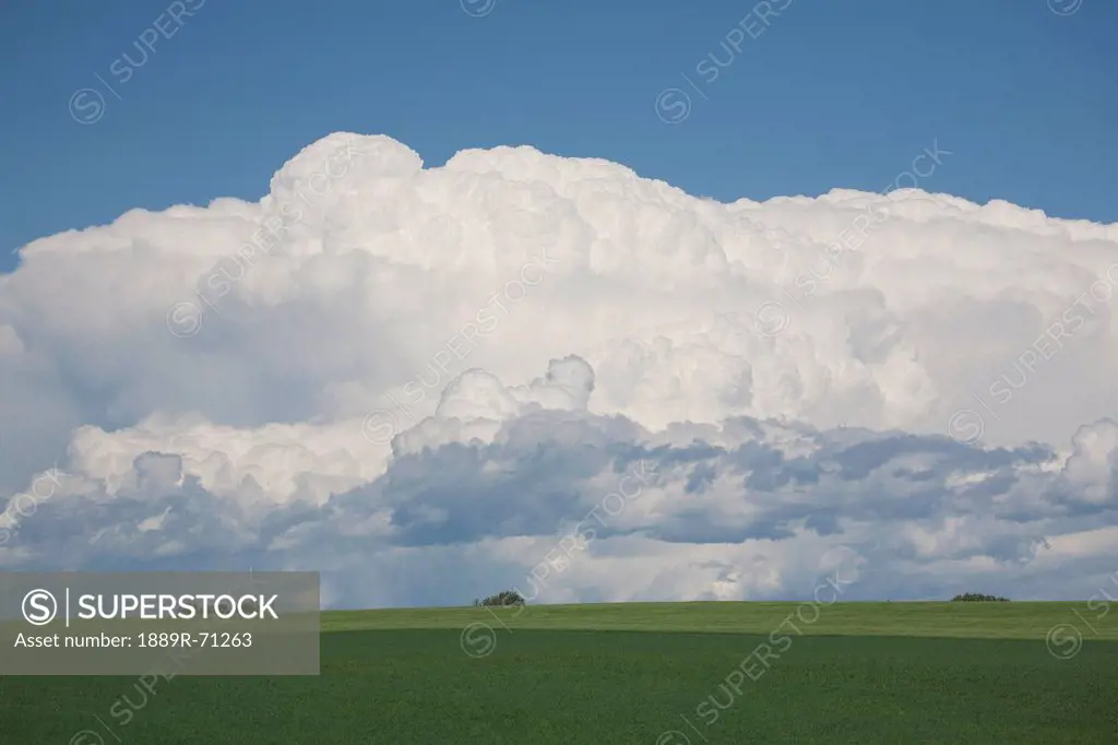 dramatic thunderstorm clouds in green wheat fields and blue sky, alberta canada