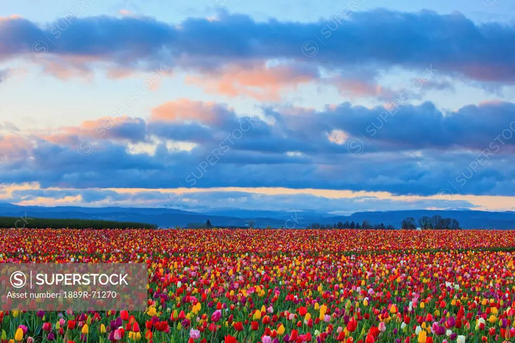 sunrise over a tulip field at wooden shoe tulip farm, woodburn oregon united states of america