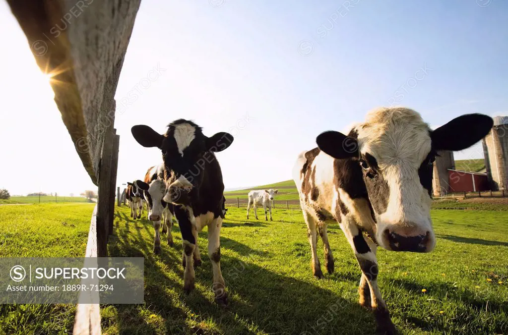 cows in a field standing along a fence, dundee minnesota united states of america