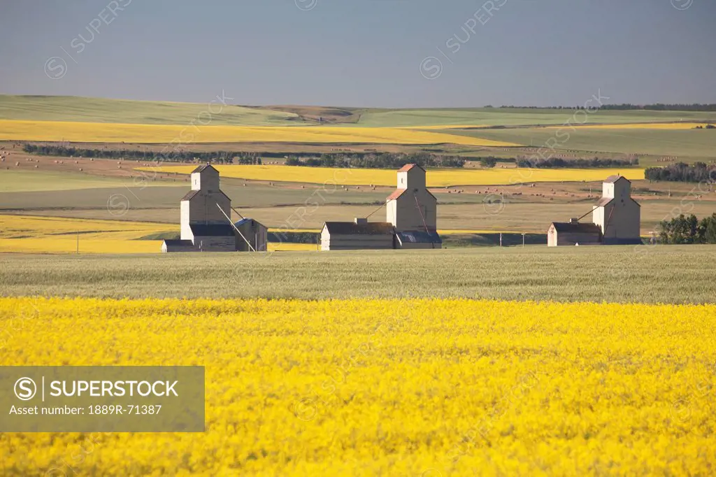 three old wooden grain elevators at sunrise with flowering canola fields in the foreground and background, mosleigh alberta canada