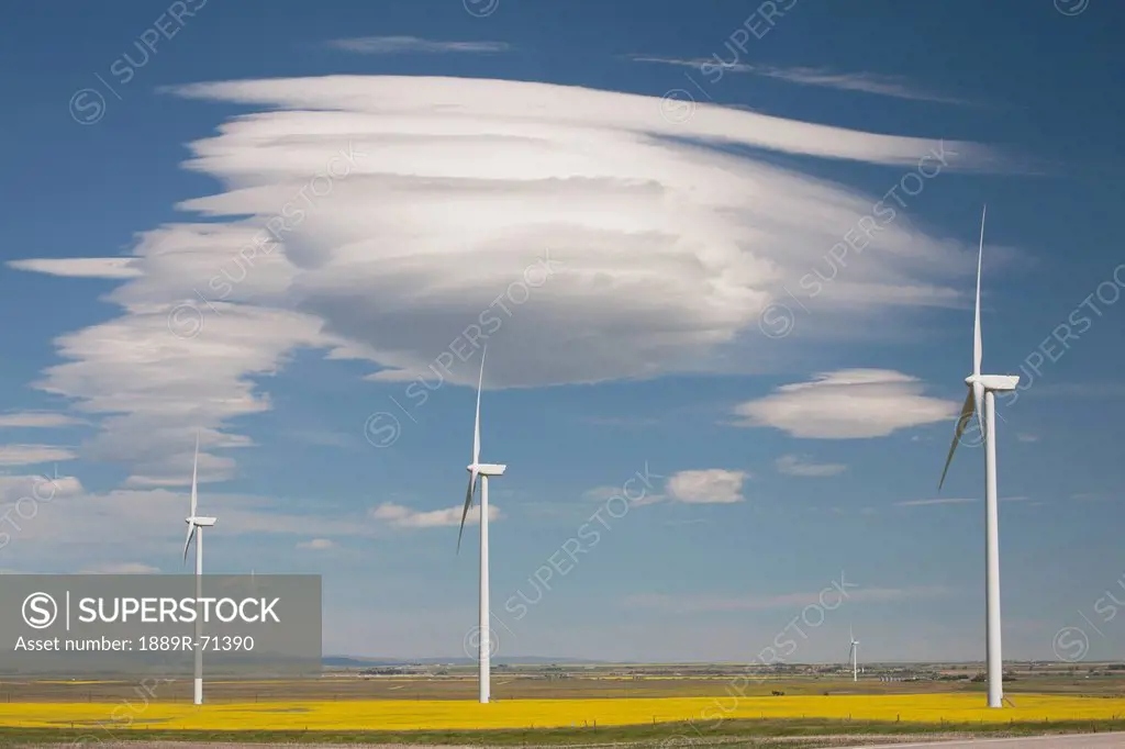 dramatic clouds with blue sky and wind mills in a flowering canola field, alberta canada