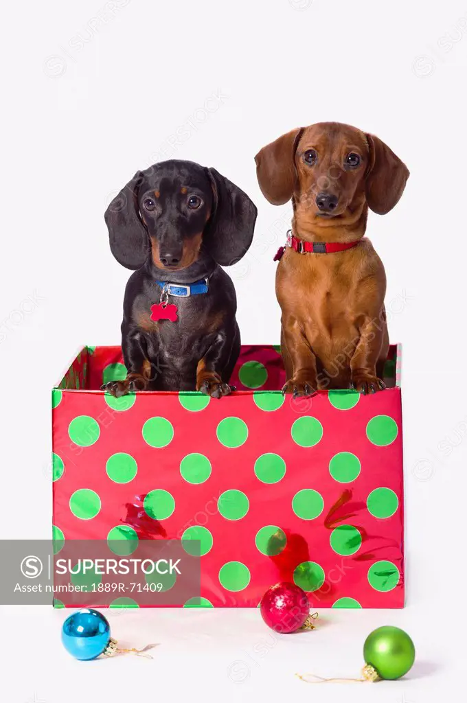 two dachshund puppies inside a polka dot christmas gift box