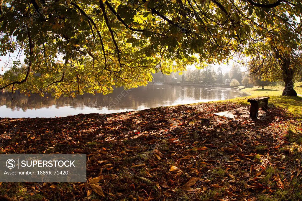 ground covered with fallen leaves along the tranquil shoreline of a lake, north yorkshire england