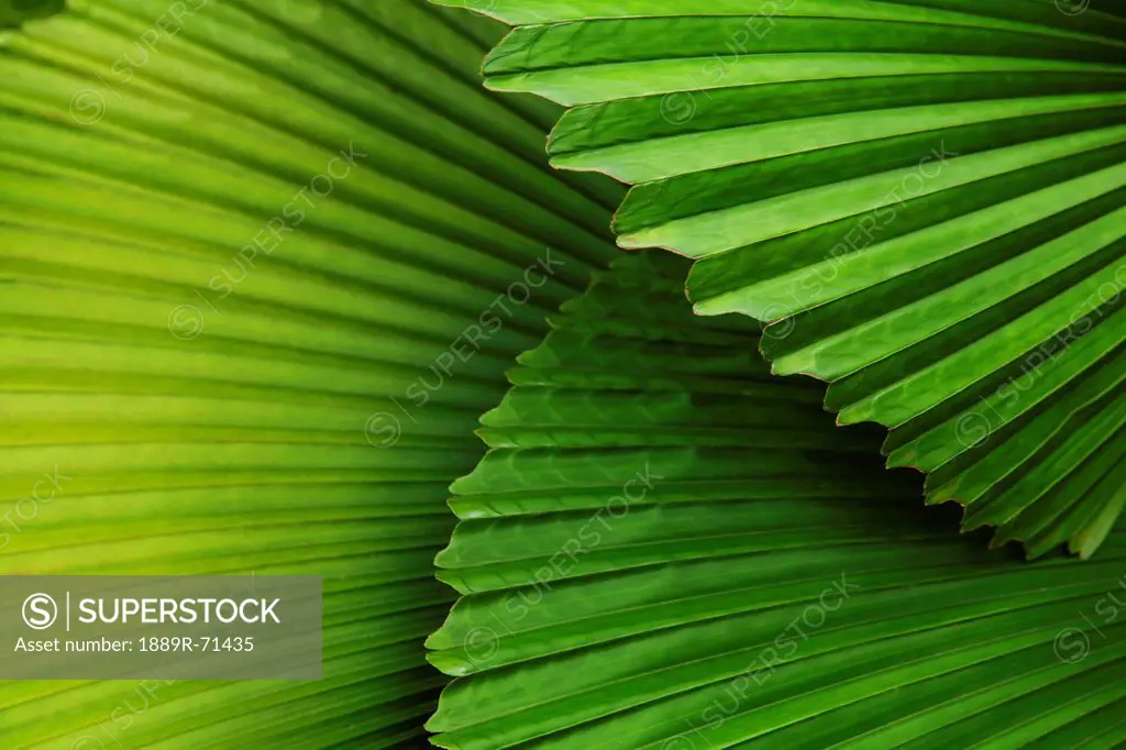palm leaves and fronds at the singapore zoo, singapore