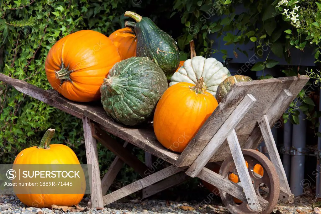 gourds and pumpkins in old fashioned wheelbarrow, everson washington united states of america