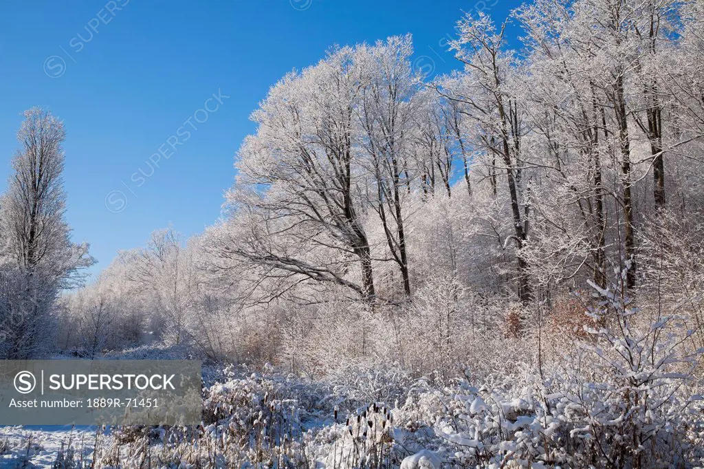 snow covered maple trees, iron hill quebec canada