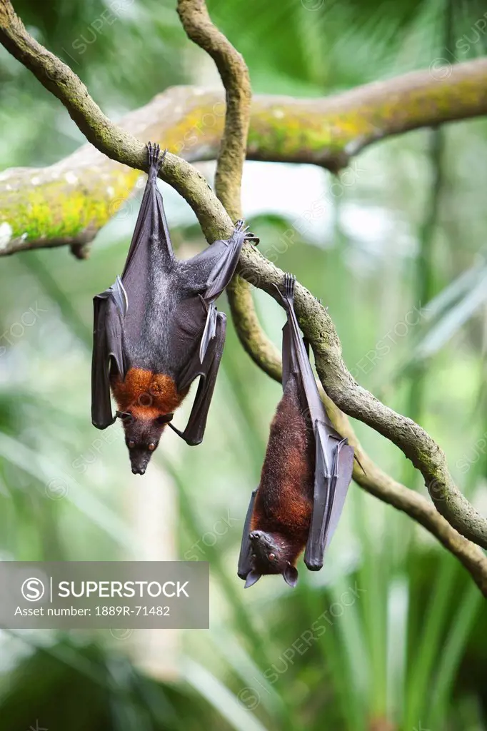 two flying fox bats hang upside down from a tree branch at the singapore zoo, singapore