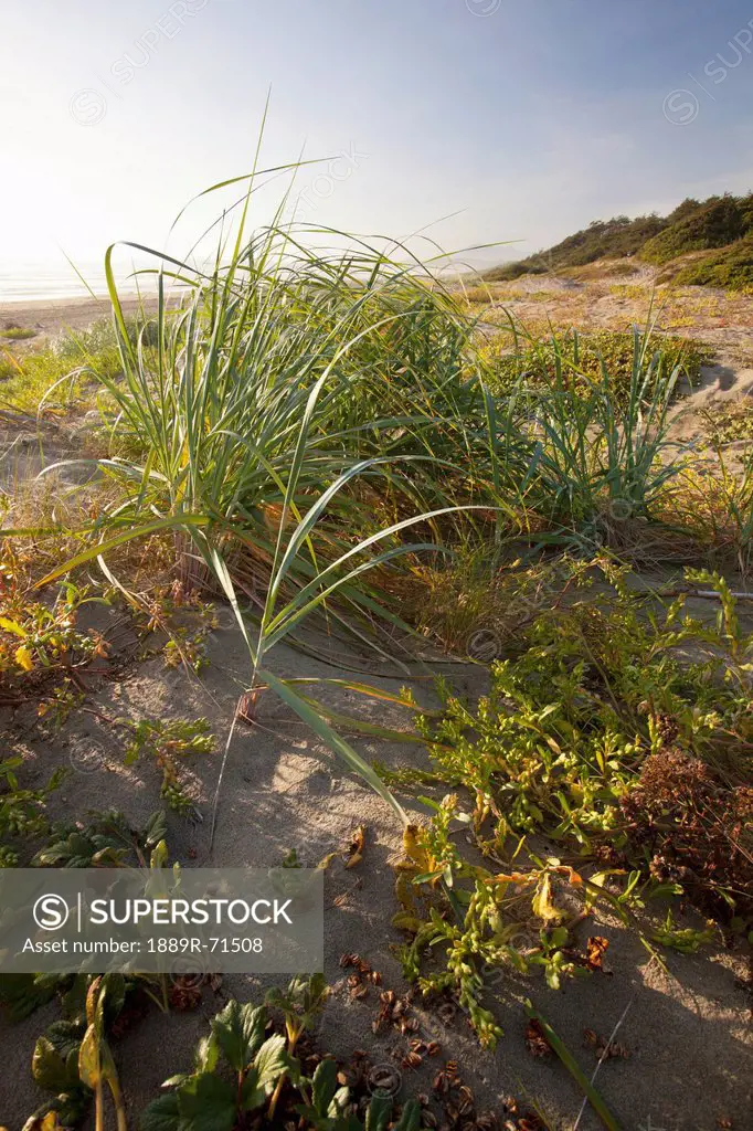 endangered and rare coastal sand dunes at wickaninnish beach which connects to long beach in pacific rim national park near tofino, british columbia c...