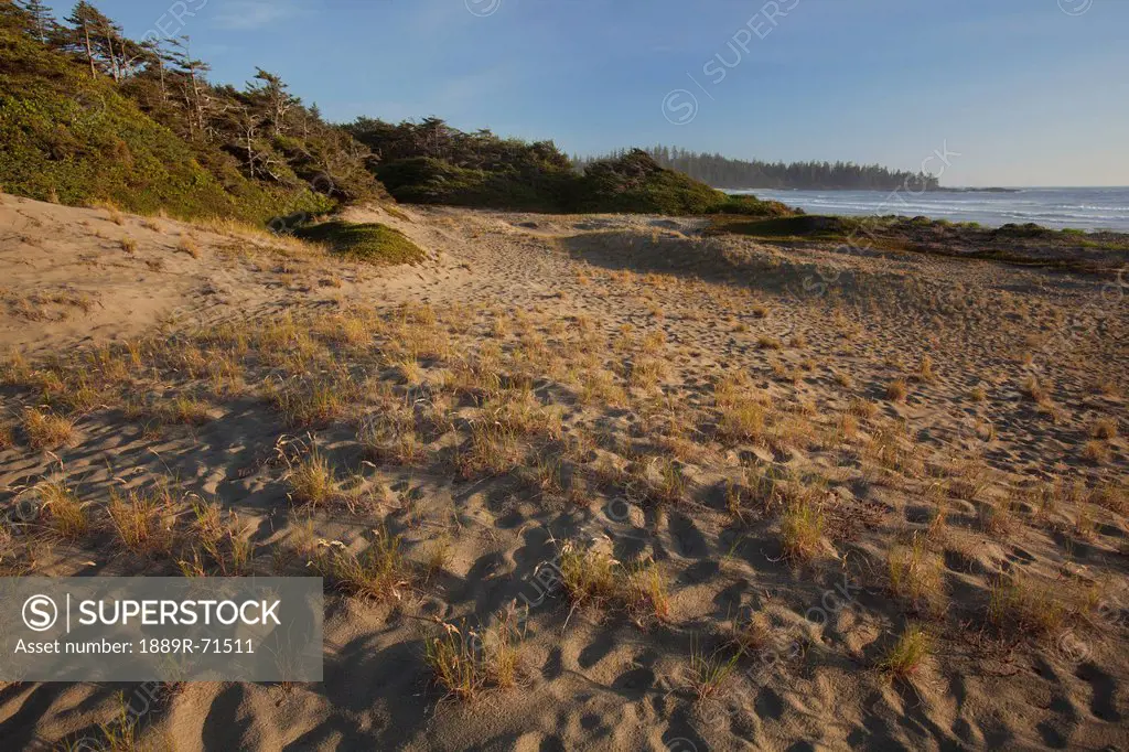 endangered and rare coastal sand dunes at wickaninnish beach which connects to long beach in pacific rim national park near tofino, british columbia c...