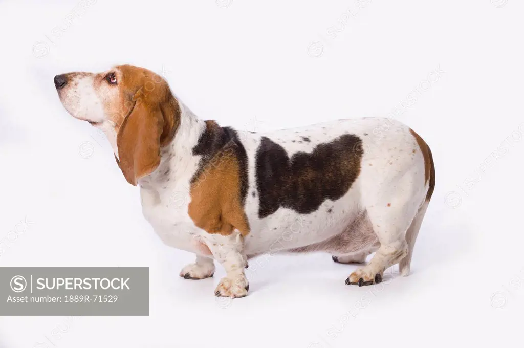 basset hound on a white background