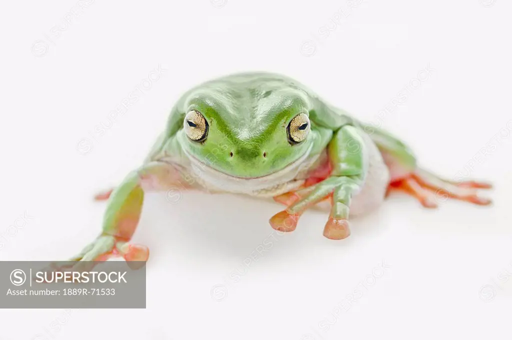 fat green tree frog on a white background