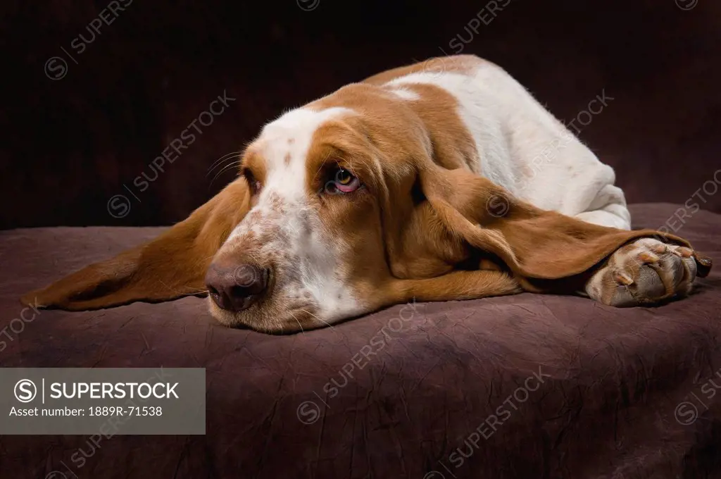 basset hound on brown muslin backdrop