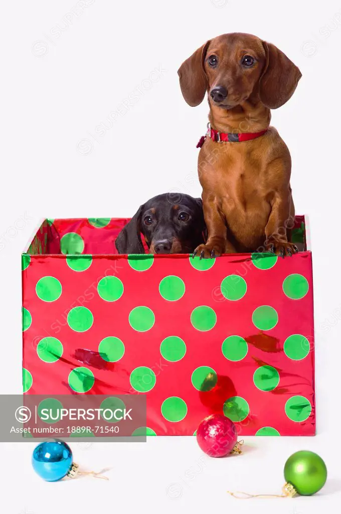 two dachshunds inside a polka dot christmas gift box