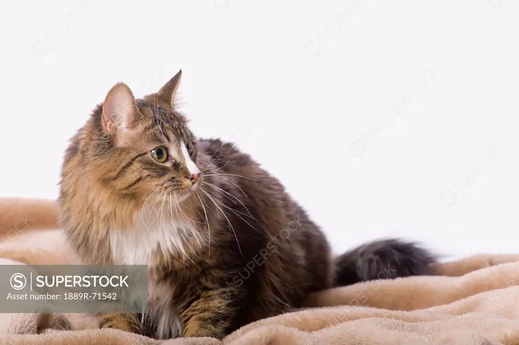tabby cat on beige fur blanket