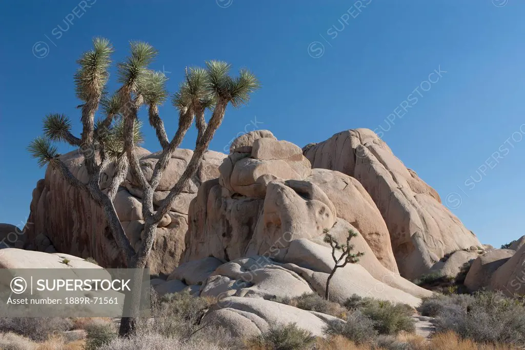yucca tree in desert with rounded rock formation and deep blue sky, palm springs california united states of america