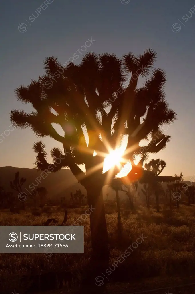 silhouette of a yucca tree in the desert at sunset with a sunburst, palm springs california united states of america