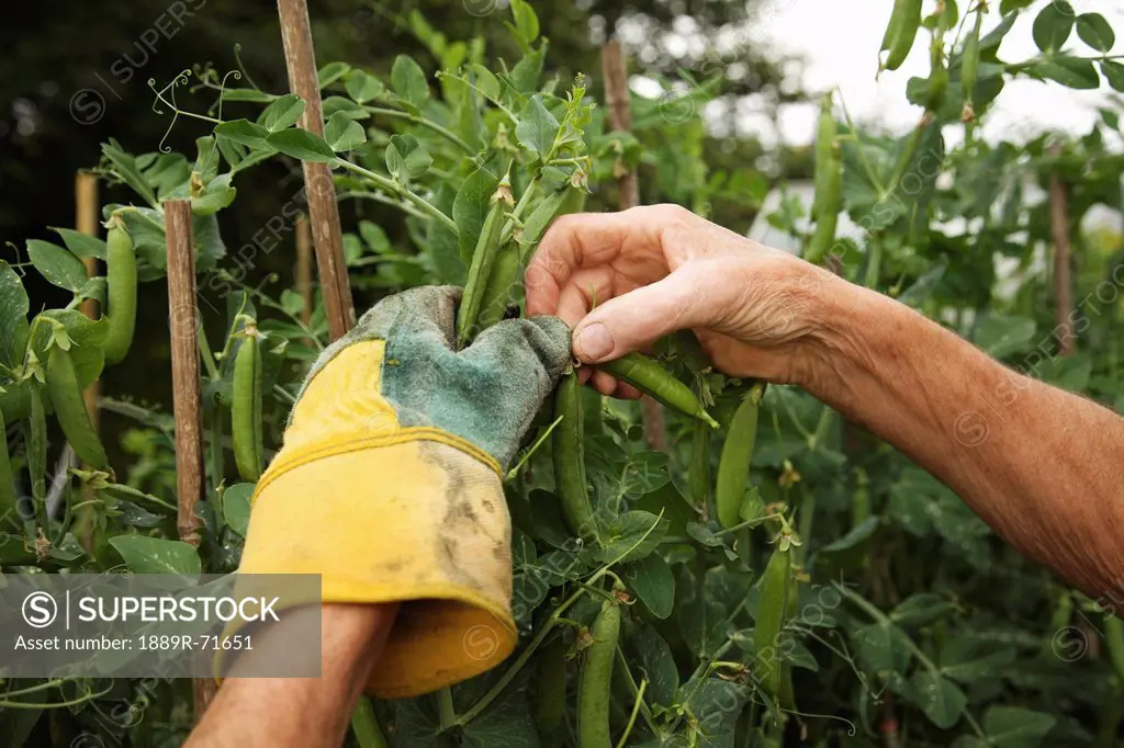 a person´s hands picking peas in the garden, naas, county kildare, ireland