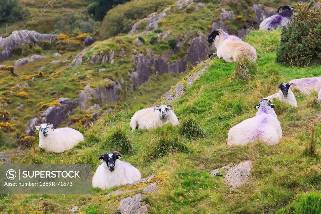 sheep on hillside near healy´s pass, county kerry republic of ireland