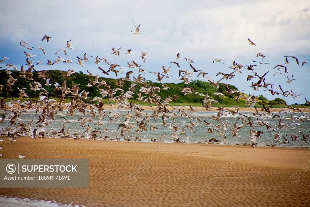 a flock of birds takes flight over a beach, alnmouth, northumberland, england