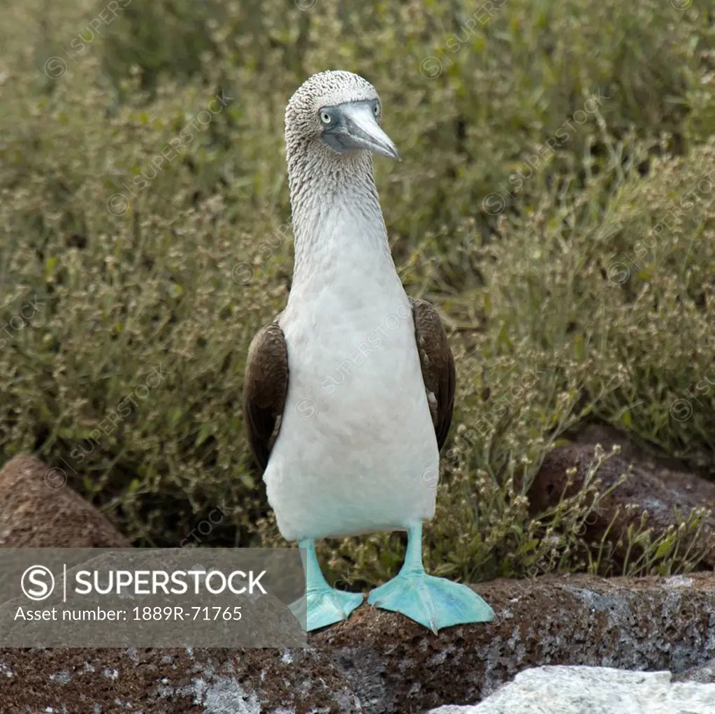 blue_footed booby sula nebouxii, galapagos, equador