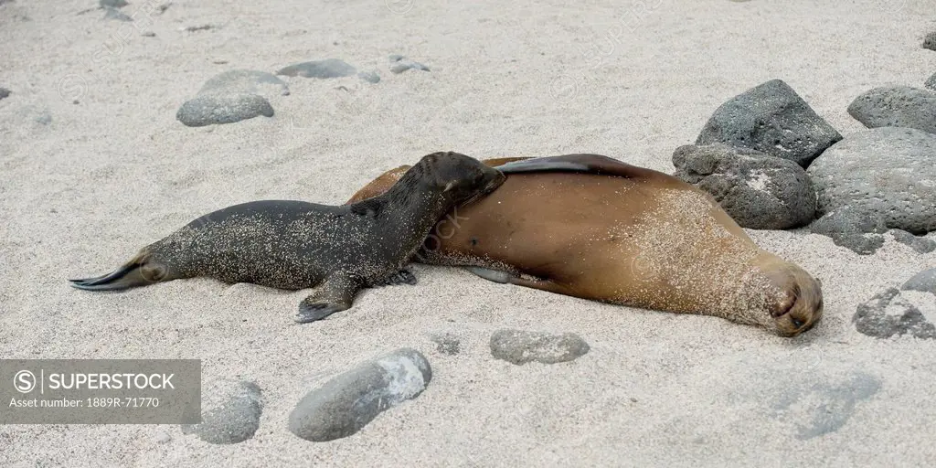 a sea lion otariidae and it´s pup laying together on the white sand, galapagos, equador