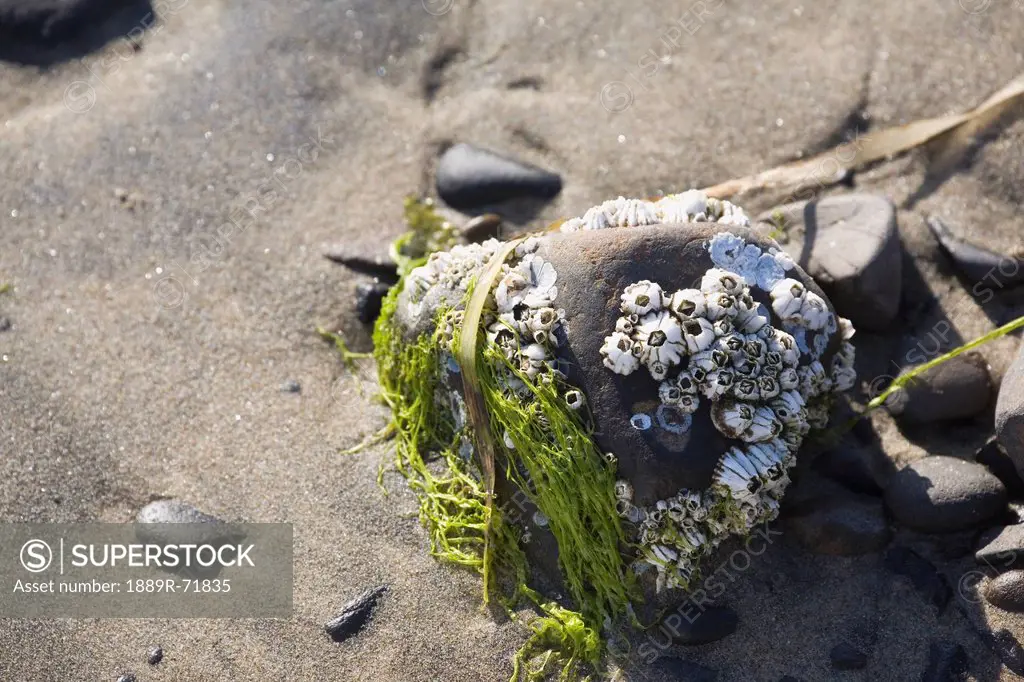 barnacles and seaweed on a rock on the beach, lincoln city oregon united states of america