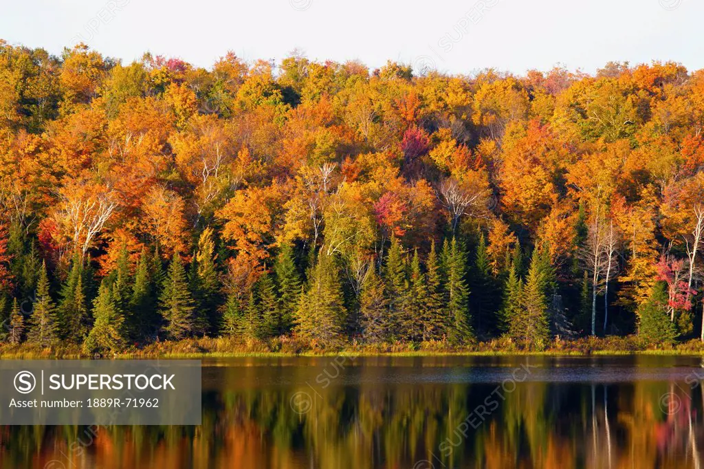 autumn colours reflected in a lake, south bolton quebec canada