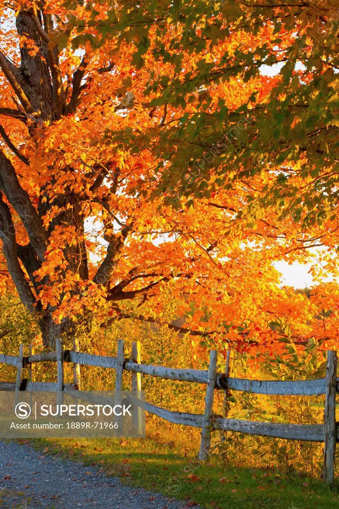 maple trees and a rail fence in autumn, lawrenceville quebec canada