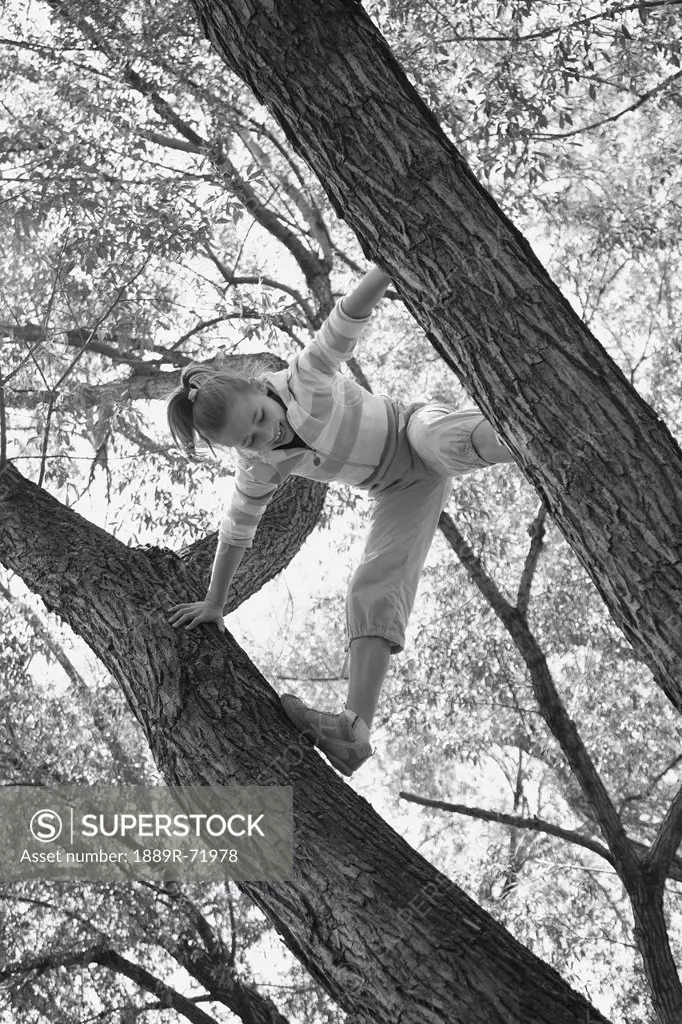 a girl climbs a tree, edmonton alberta canada