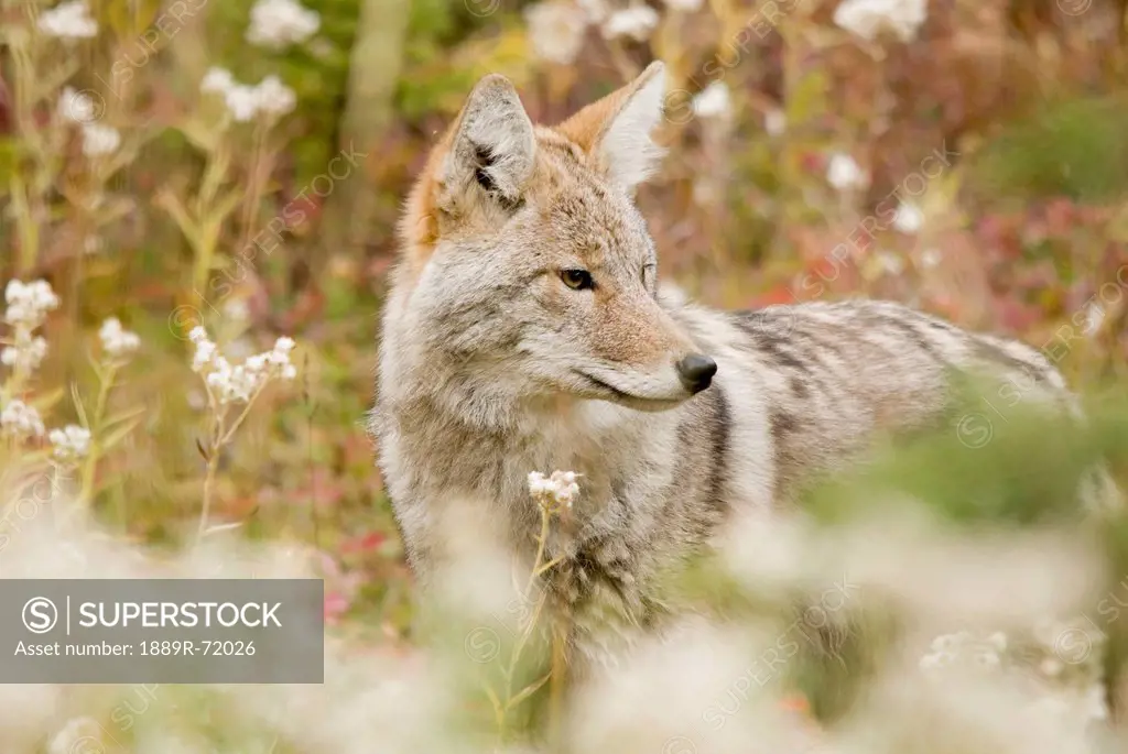 young coyote canis latrans in a forest, alberta canada