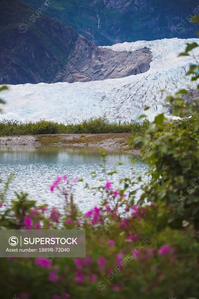 mendenhall glacier and fireweed on the shore, juneau alaska united states of america